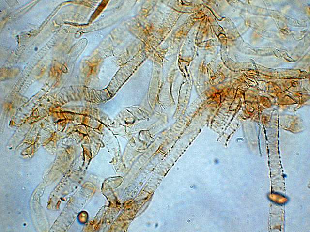 Galerina spec. Cod.: DSCN 5028